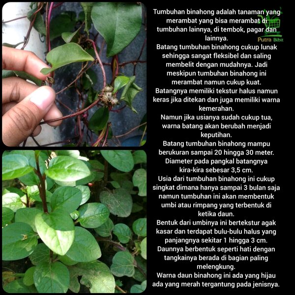 Detail Gambar Daun Binahong Merah Nomer 17