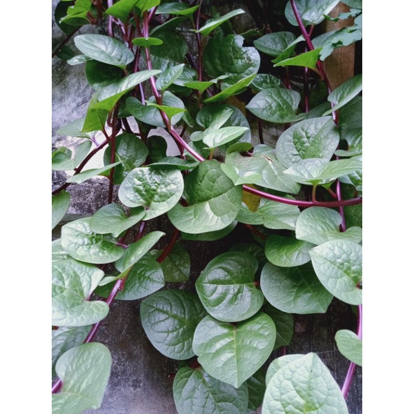 Detail Gambar Daun Binahong Merah Nomer 33