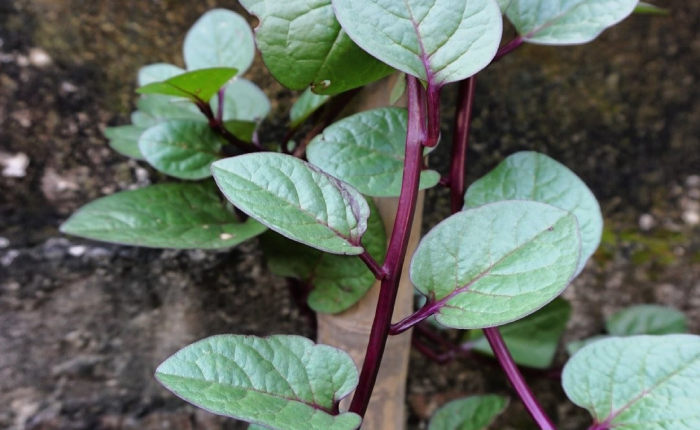 Detail Gambar Daun Binahong Merah Nomer 38