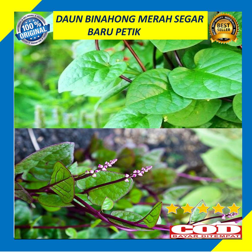 Detail Gambar Daun Binahong Merah Nomer 40