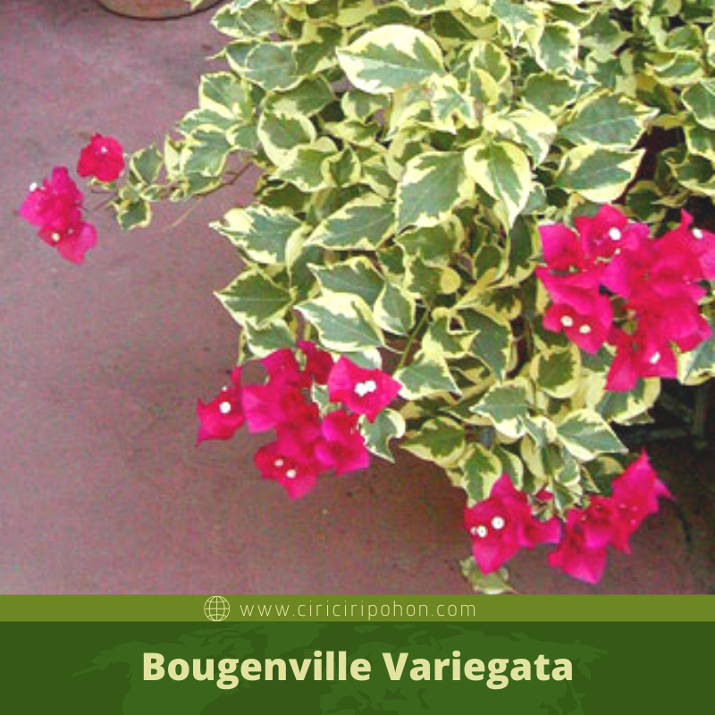 Detail Gambar Daun Bougenville Nomer 13