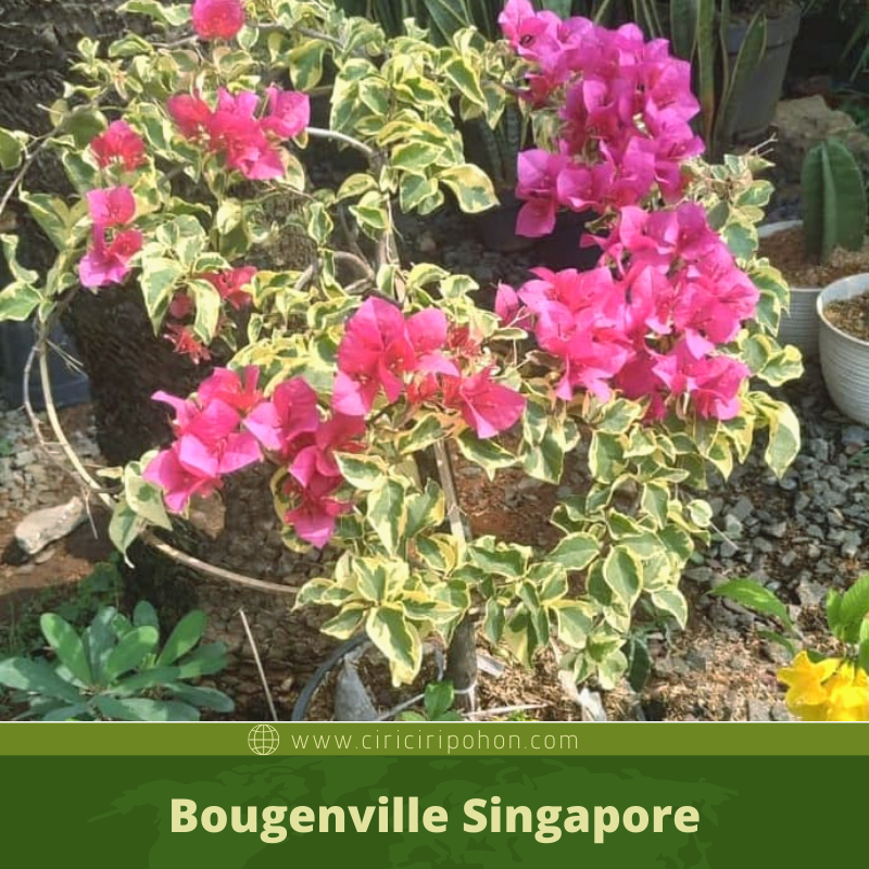 Detail Gambar Daun Bougenville Nomer 19