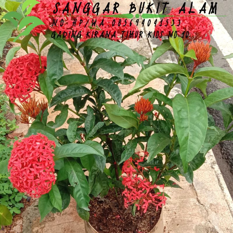 Detail Gambar Daun Bunga Asoka Nomer 18