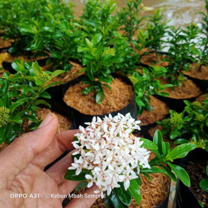 Detail Gambar Daun Bunga Asoka Nomer 32