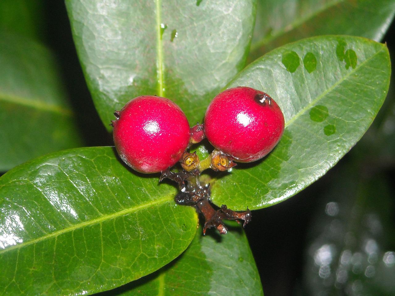 Detail Gambar Daun Bunga Asoka Nomer 35