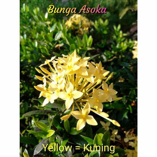 Detail Gambar Daun Bunga Asoka Nomer 44