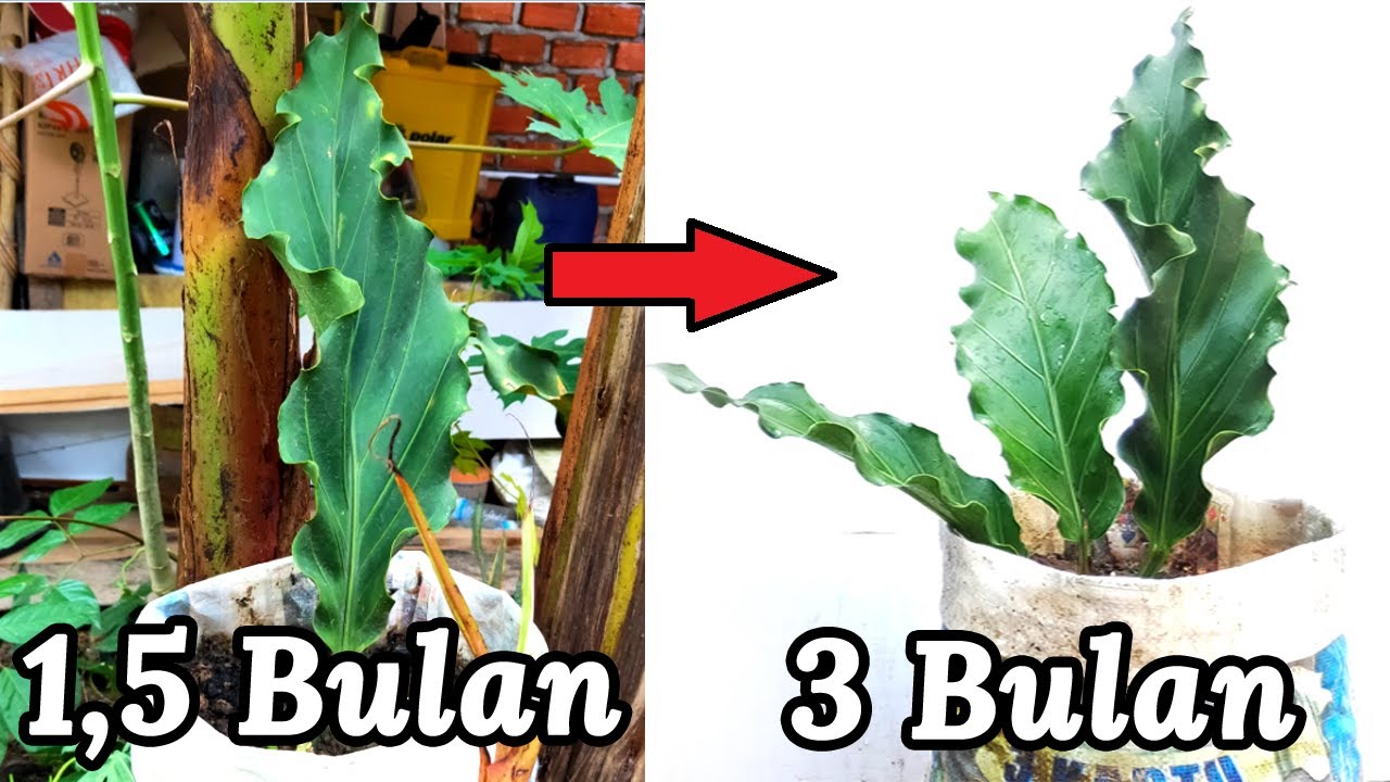 Detail Gambar Daun Bunga Gelombang Cinta Nomer 46