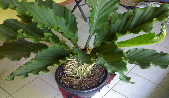 Detail Gambar Daun Bunga Gelombang Cinta Nomer 6