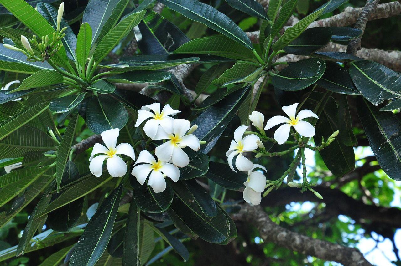 Gambar Daun Bunga Kenanga Gambar Daun Bunga Kamboja - KibrisPDR