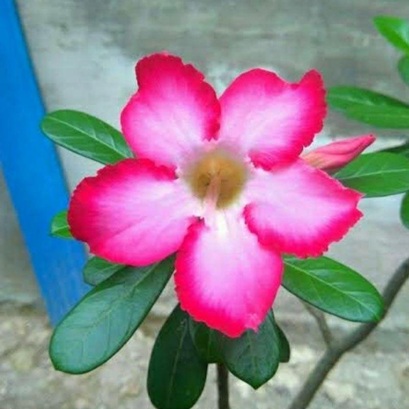 Detail Gambar Daun Bunga Kenanga Gambar Daun Bunga Kamboja Nomer 24