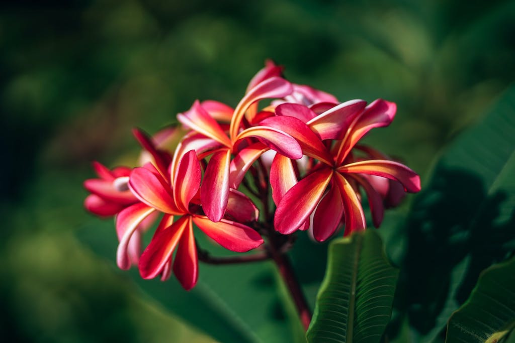 Detail Gambar Daun Bunga Kenanga Gambar Daun Bunga Kamboja Nomer 46