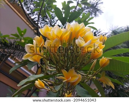 Detail Gambar Daun Bunga Kenanga Gambar Daun Bunga Kamboja Nomer 50