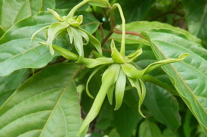 Detail Gambar Daun Bunga Kenanga Gambar Daun Jagung Nomer 4