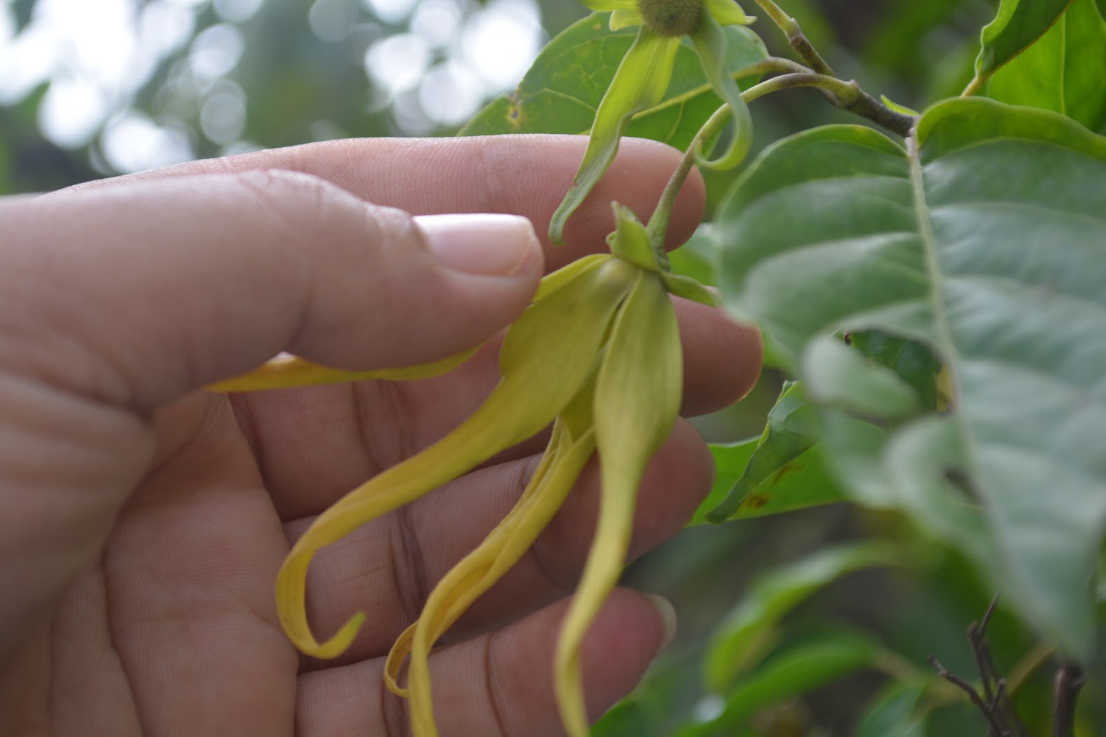 Detail Gambar Daun Bunga Kenanga Gambar Daun Mahk0ta Dewa Nomer 13