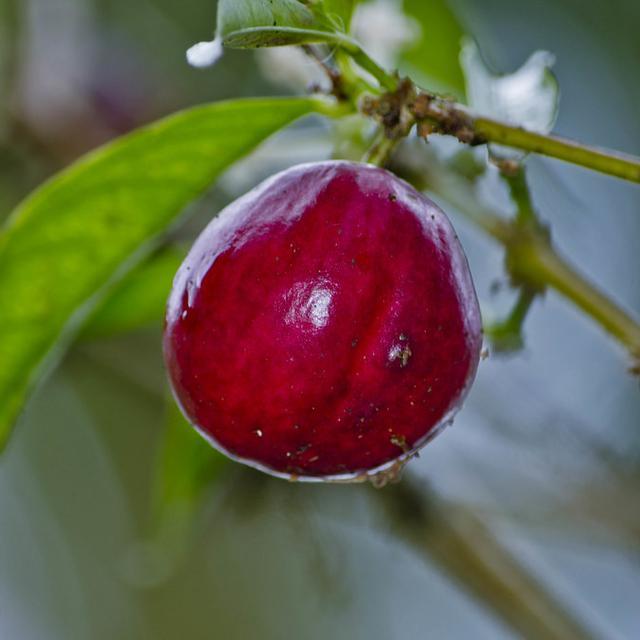 Detail Gambar Daun Bunga Kenanga Gambar Daun Mahk0ta Dewa Nomer 3