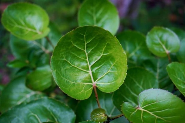 Detail Gambar Daun Bunga Kenanga Gambar Daun Mahk0ta Dewa Nomer 20