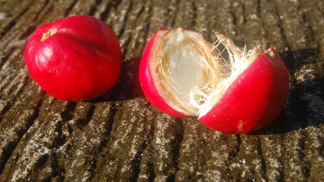 Detail Gambar Daun Bunga Kenanga Gambar Daun Mahk0ta Dewa Nomer 6