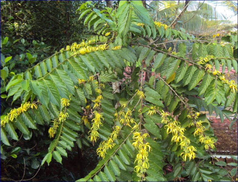 Detail Gambar Daun Bunga Kenanga Gambar Daun Tomat Nomer 27