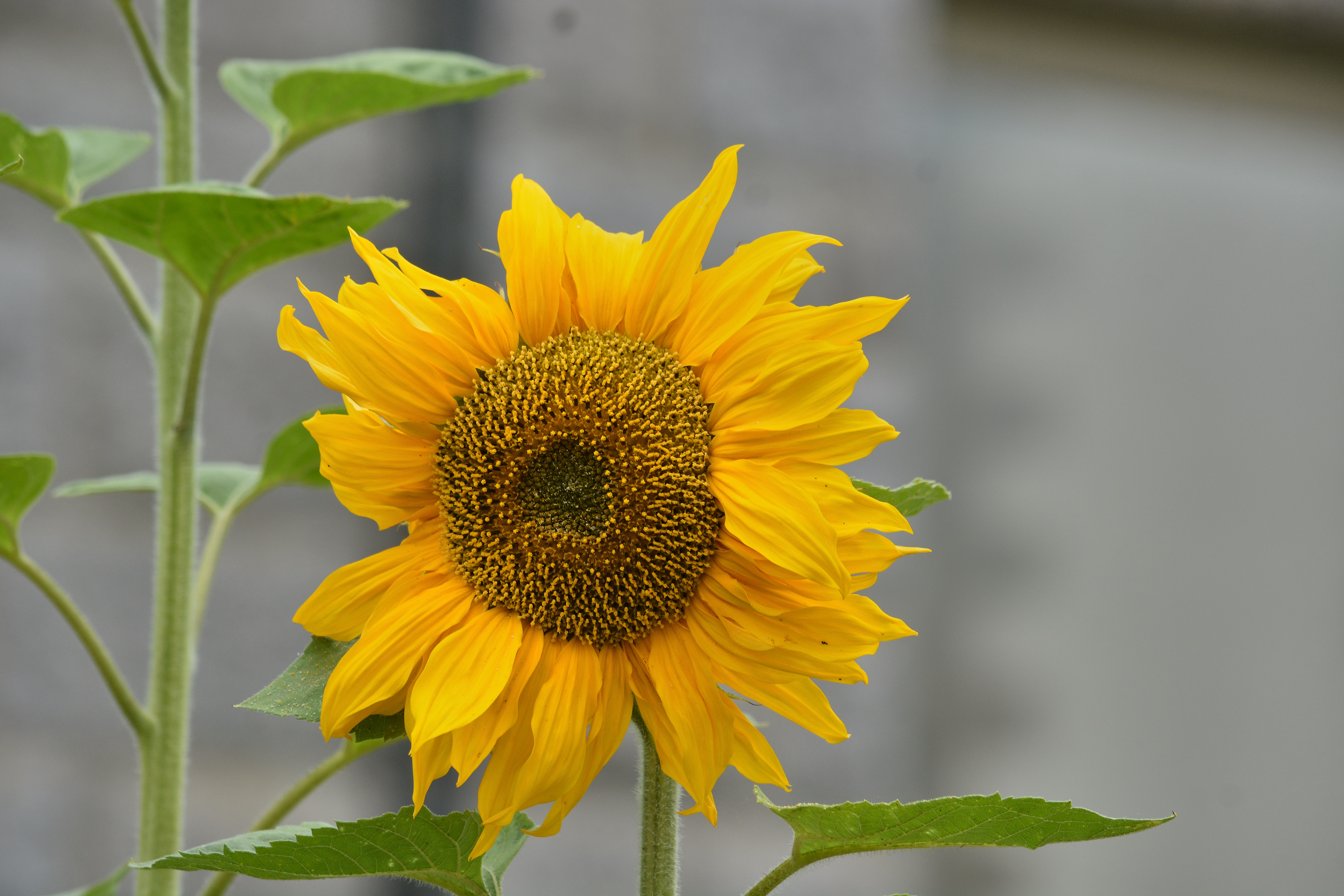 Detail Gambar Daun Bunga Matahari Nomer 26