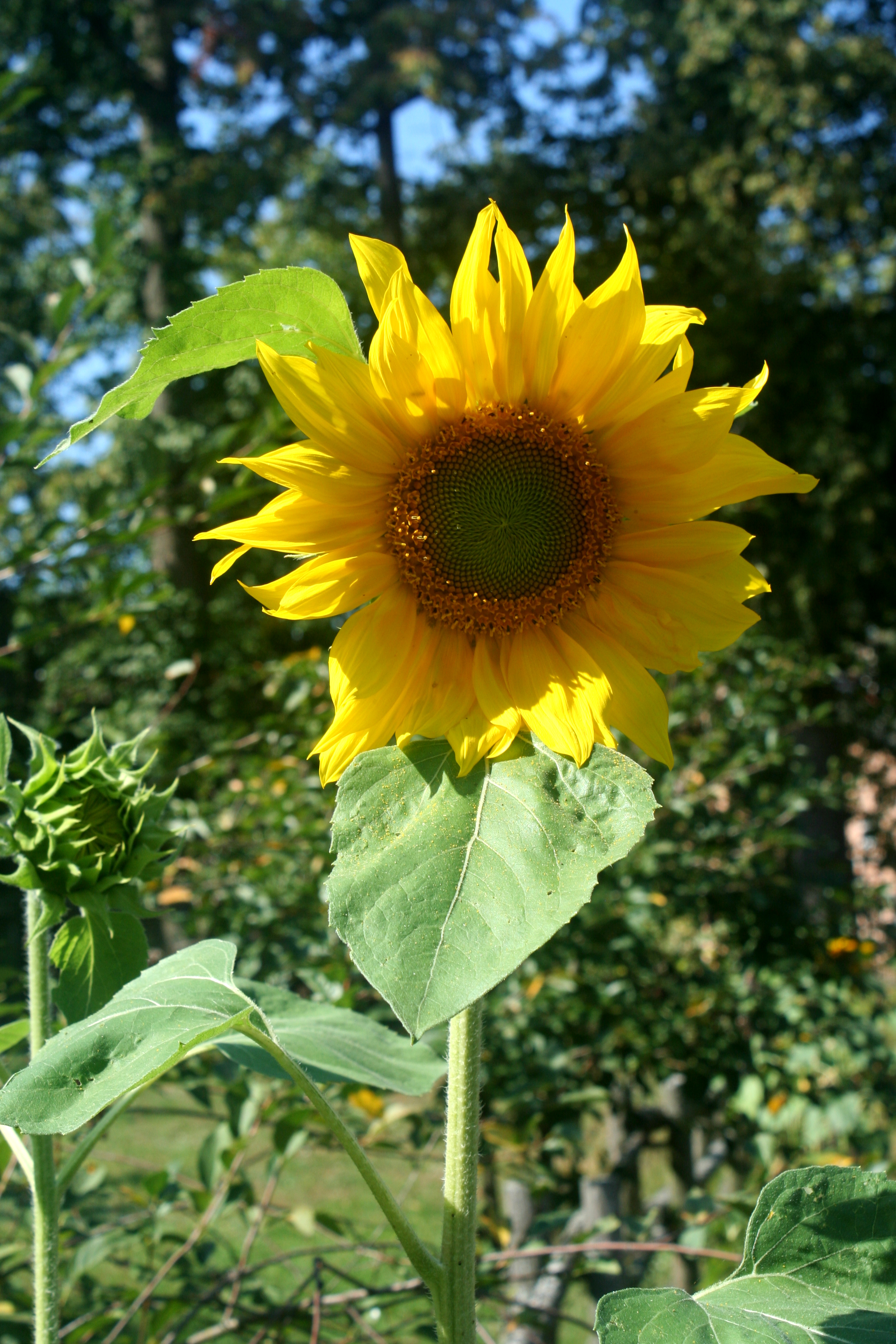 Detail Gambar Daun Bunga Matahari Nomer 6
