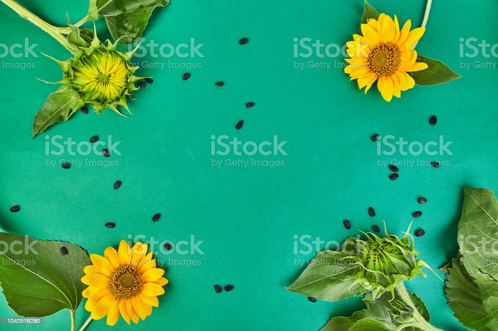Detail Gambar Daun Bunga Matahari Nomer 47