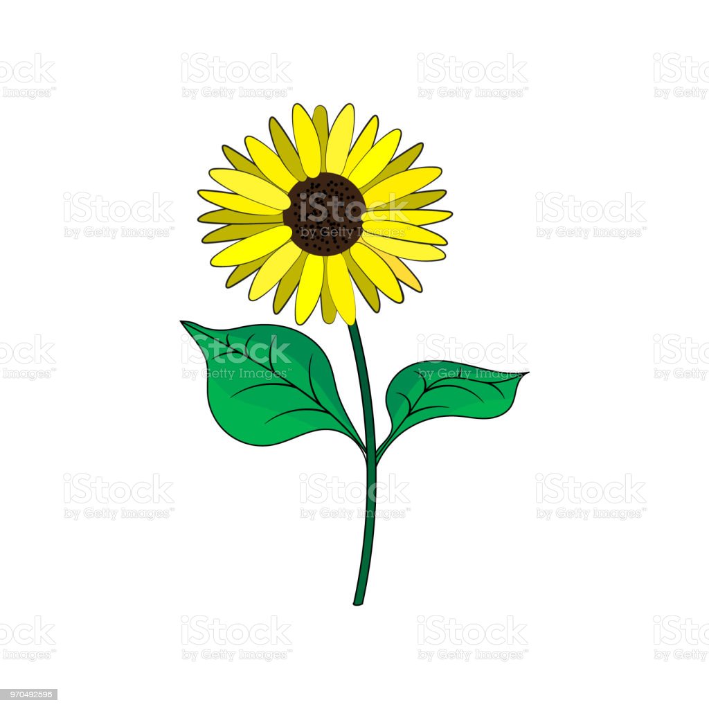 Detail Gambar Daun Bunga Matahari Nomer 9