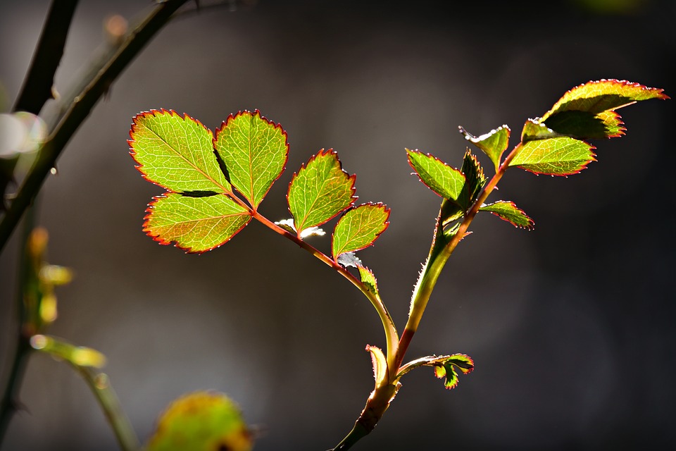 Detail Gambar Daun Bunga Mawar Nomer 14