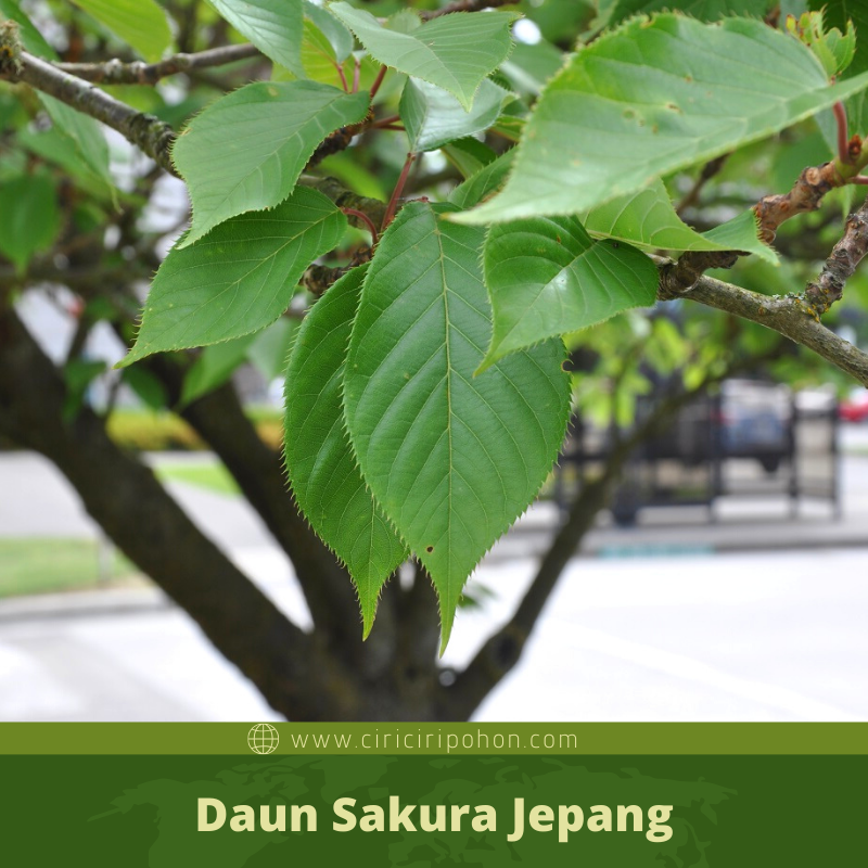 Gambar Daun Bunga Sakura - KibrisPDR