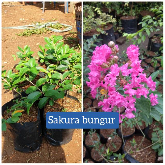 Detail Gambar Daun Bunga Sakura Nomer 17