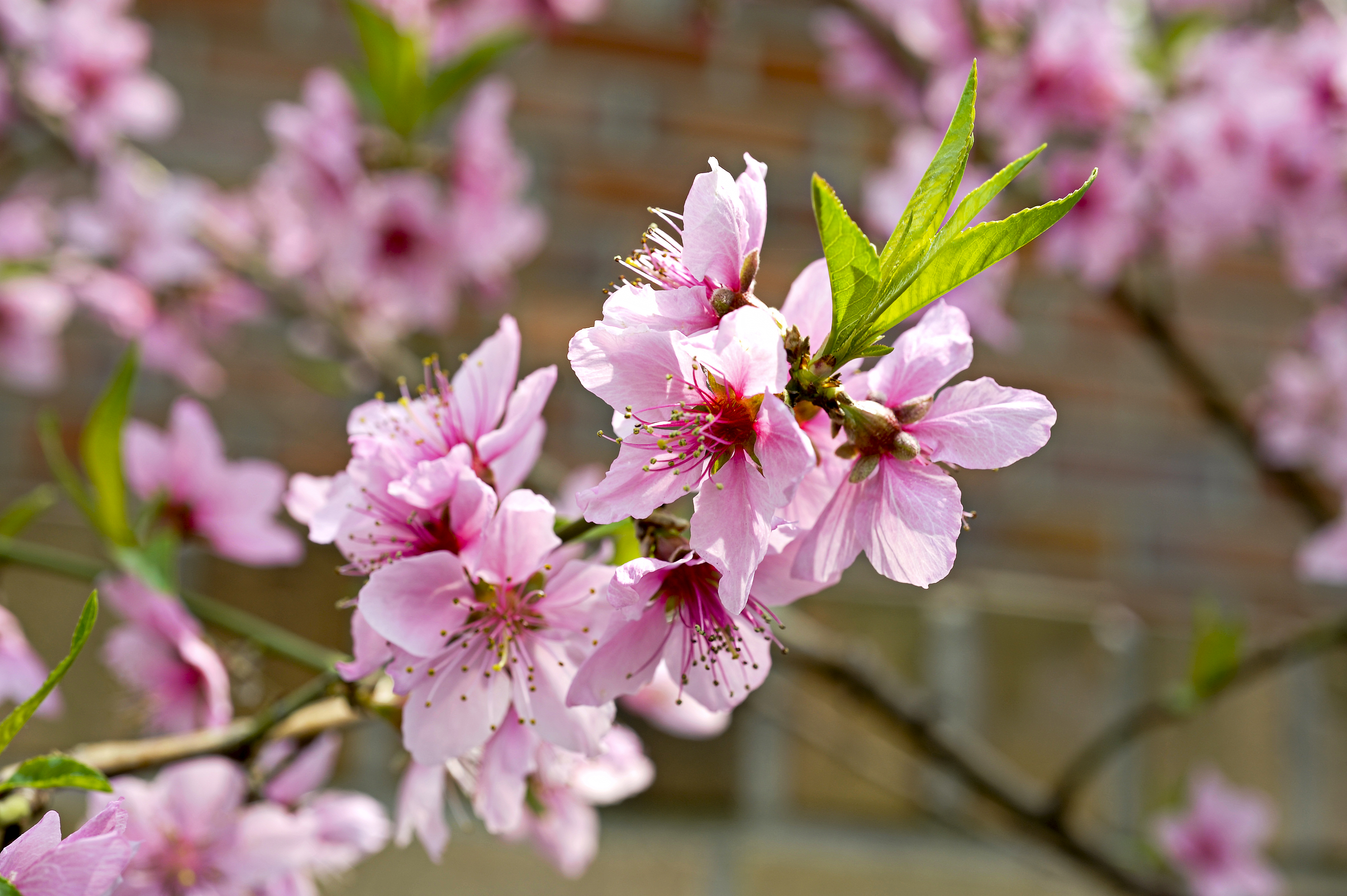 Detail Gambar Daun Bunga Sakura Nomer 3