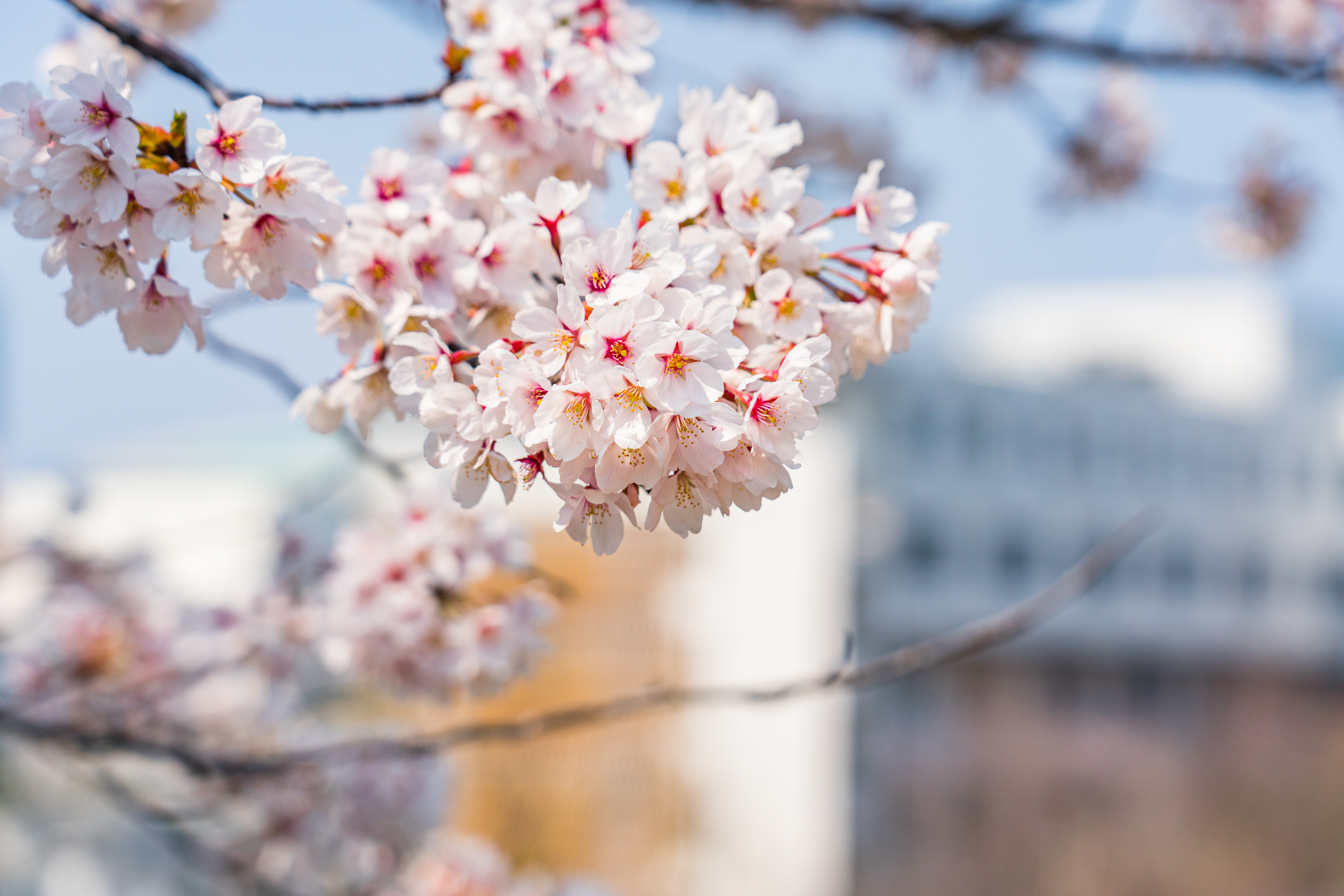 Detail Gambar Daun Bunga Sakura Nomer 28