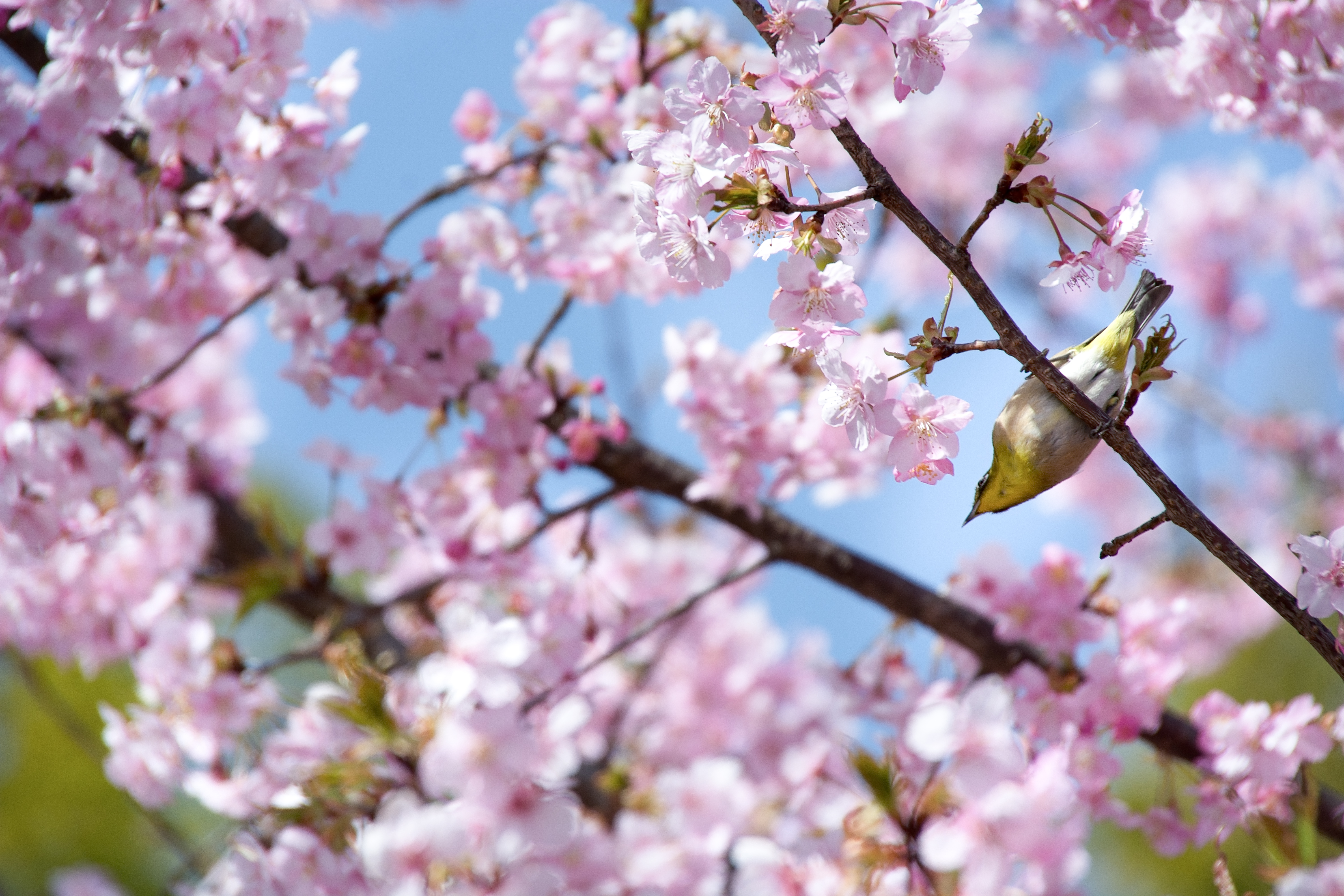 Detail Gambar Daun Bunga Sakura Nomer 29