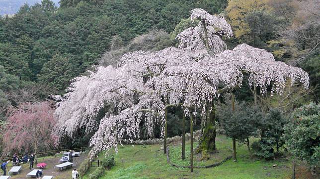 Detail Gambar Daun Bunga Sakura Nomer 37