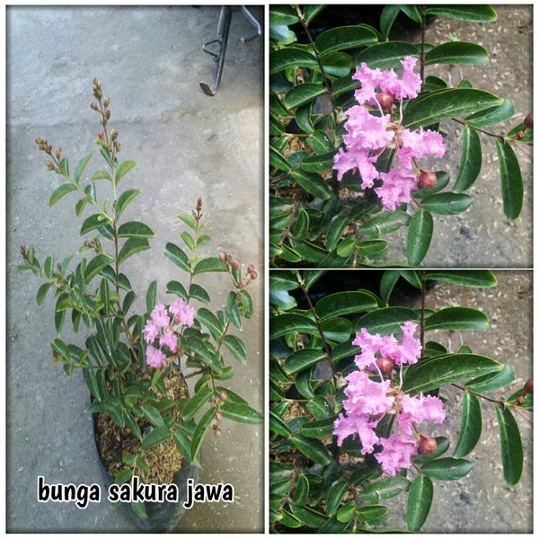 Detail Gambar Daun Bunga Sakura Nomer 39