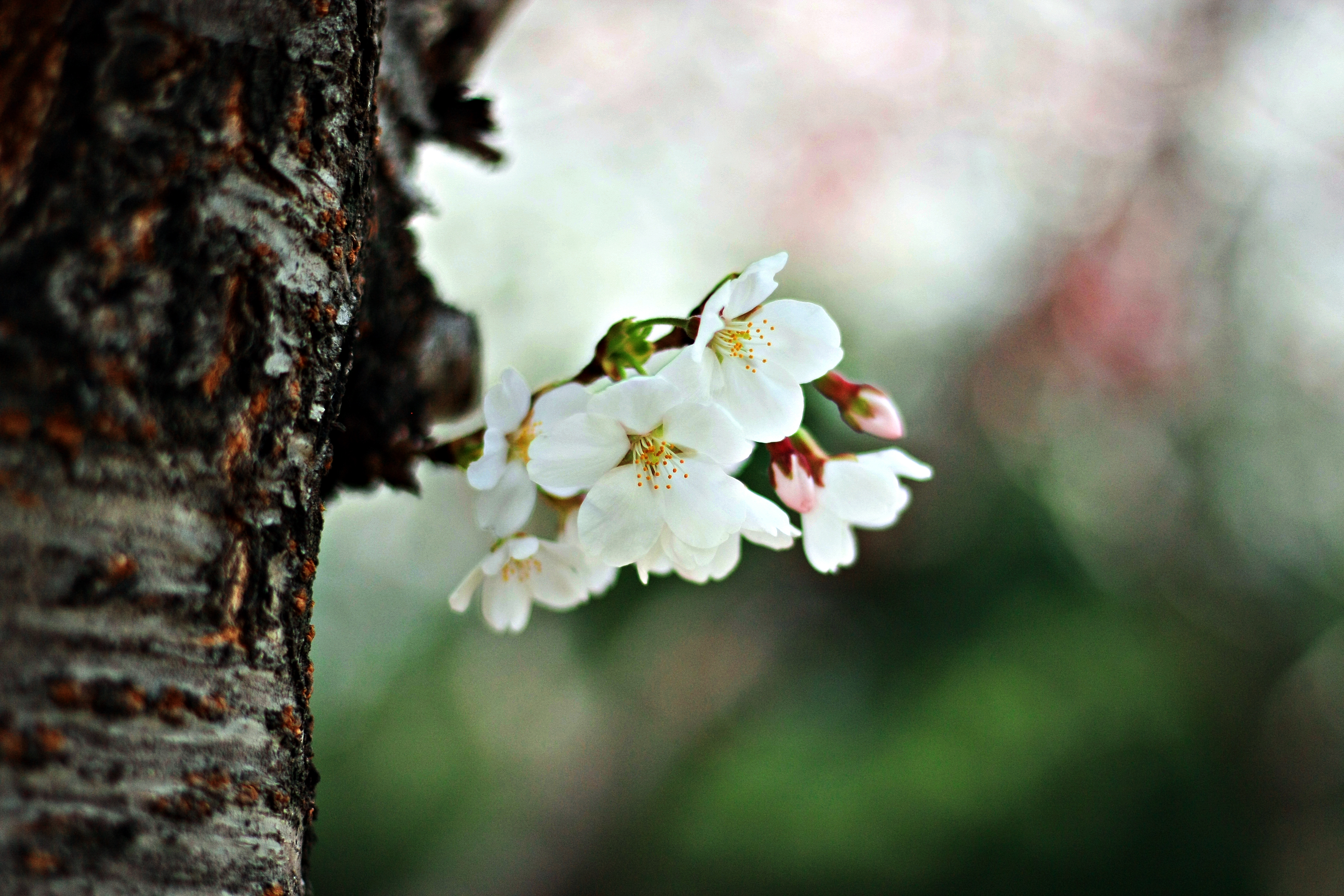 Detail Gambar Daun Bunga Sakura Nomer 44