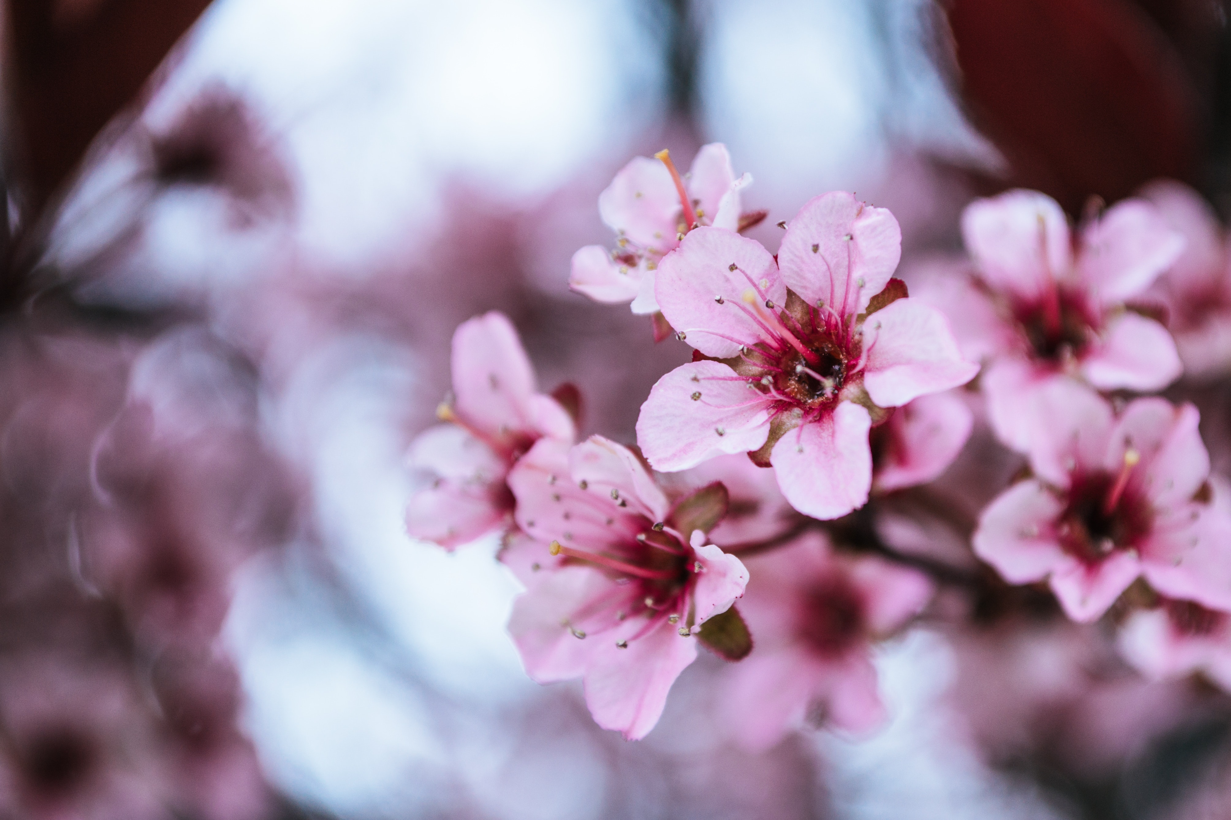 Detail Gambar Daun Bunga Sakura Nomer 48