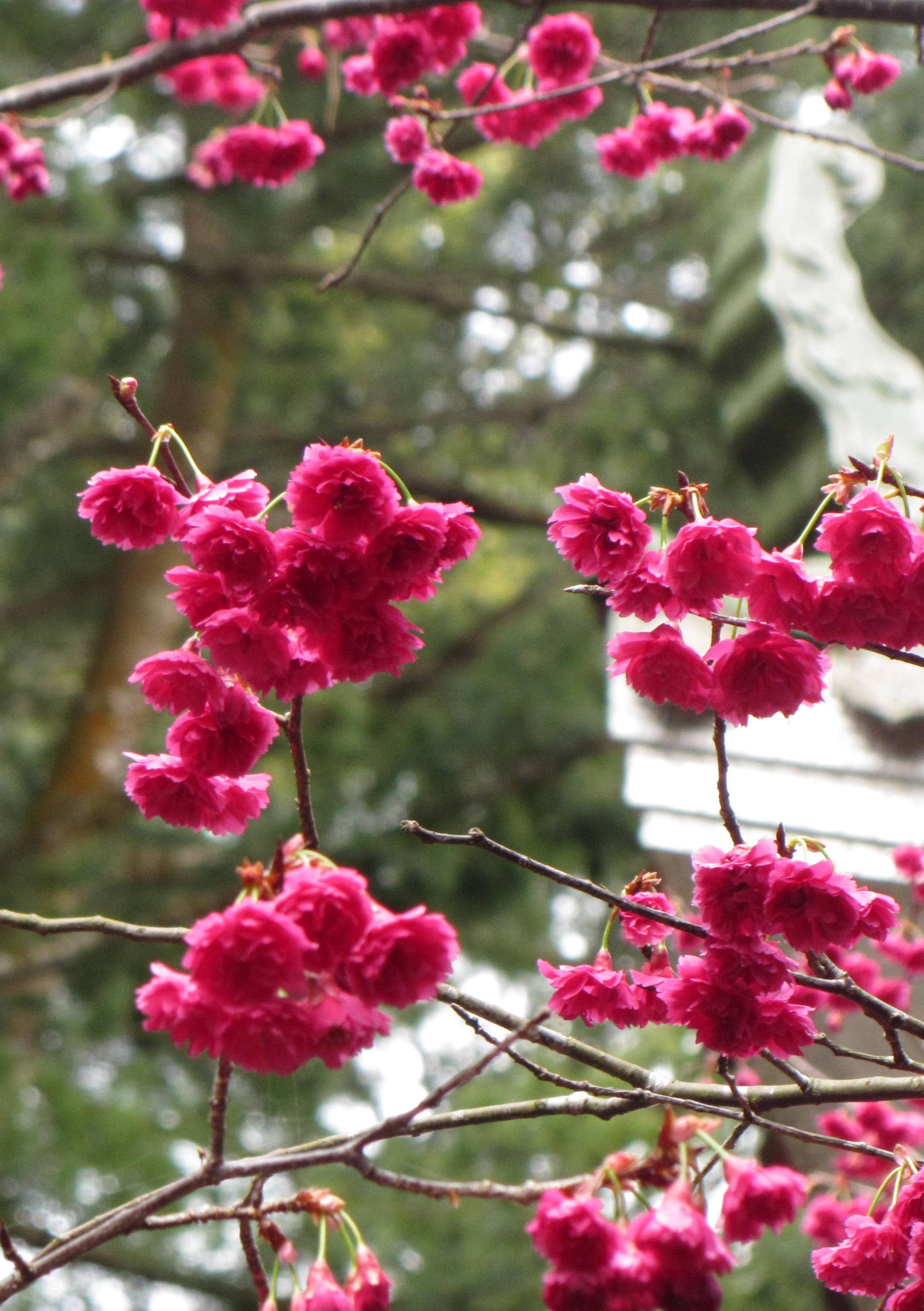 Detail Gambar Daun Bunga Sakura Nomer 50