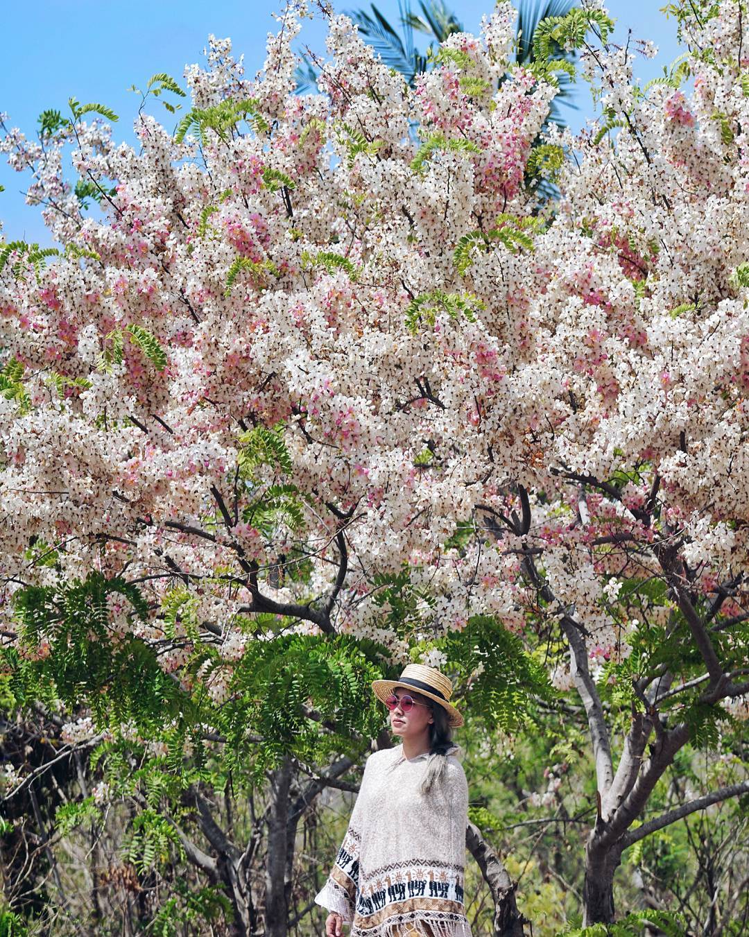 Detail Gambar Daun Bunga Sakura Jepang Nomer 12