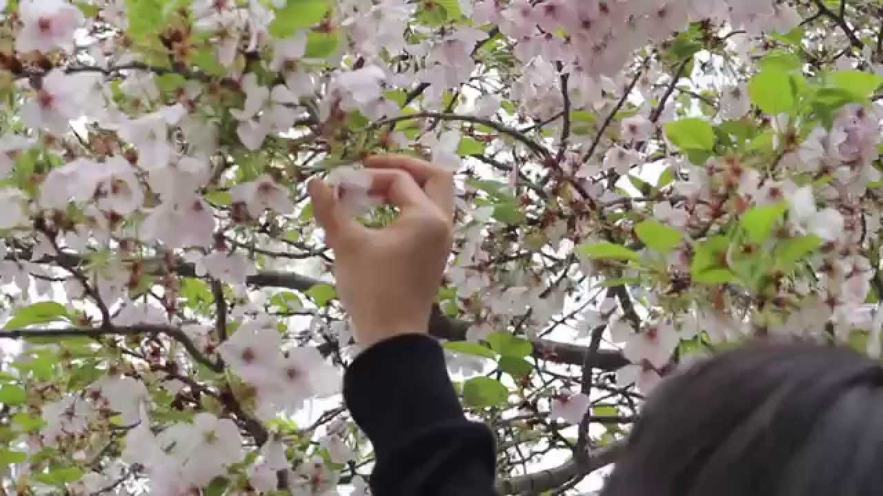 Detail Gambar Daun Bunga Sakura Jepang Nomer 22