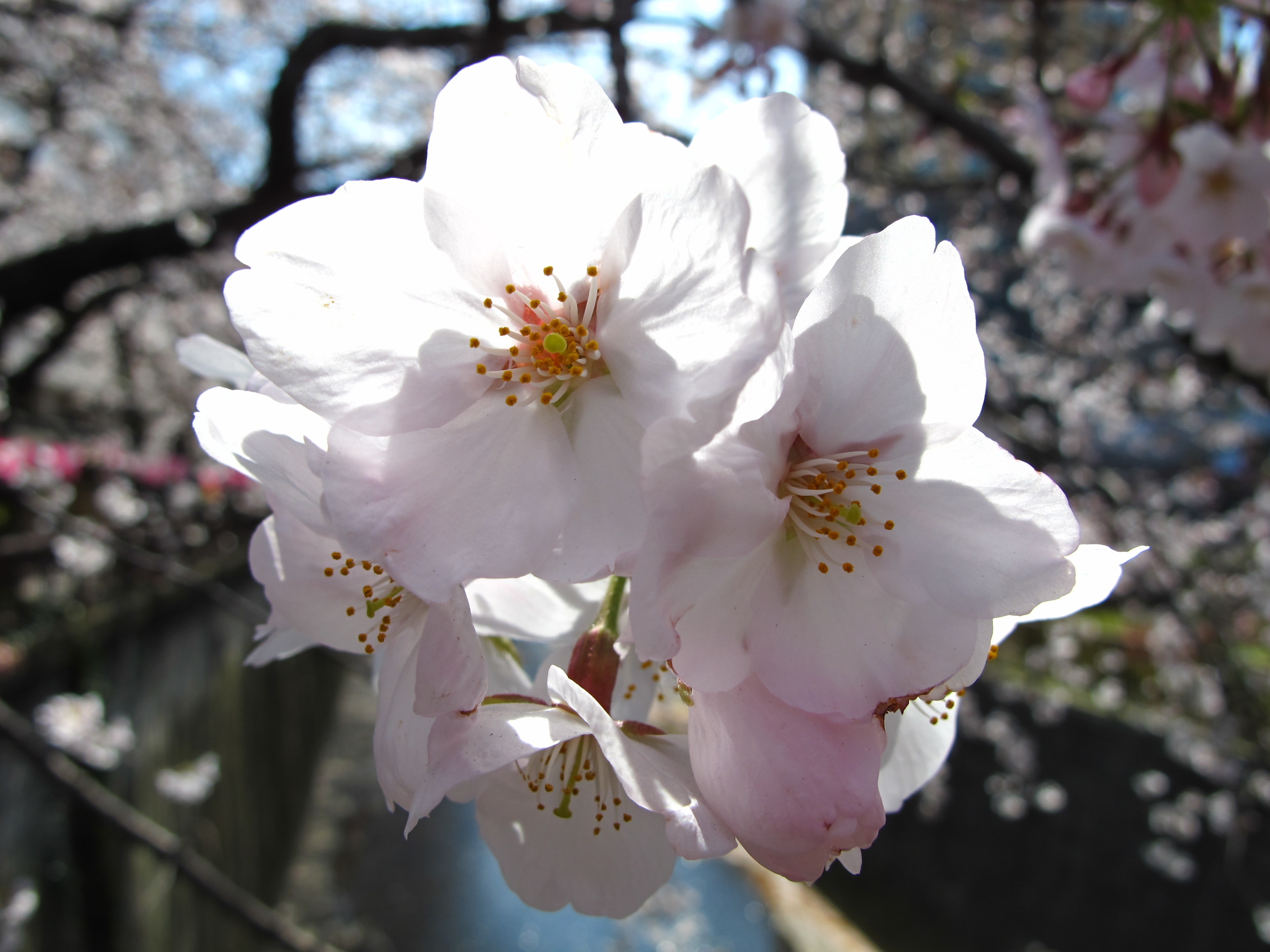 Detail Gambar Daun Bunga Sakura Jepang Nomer 27