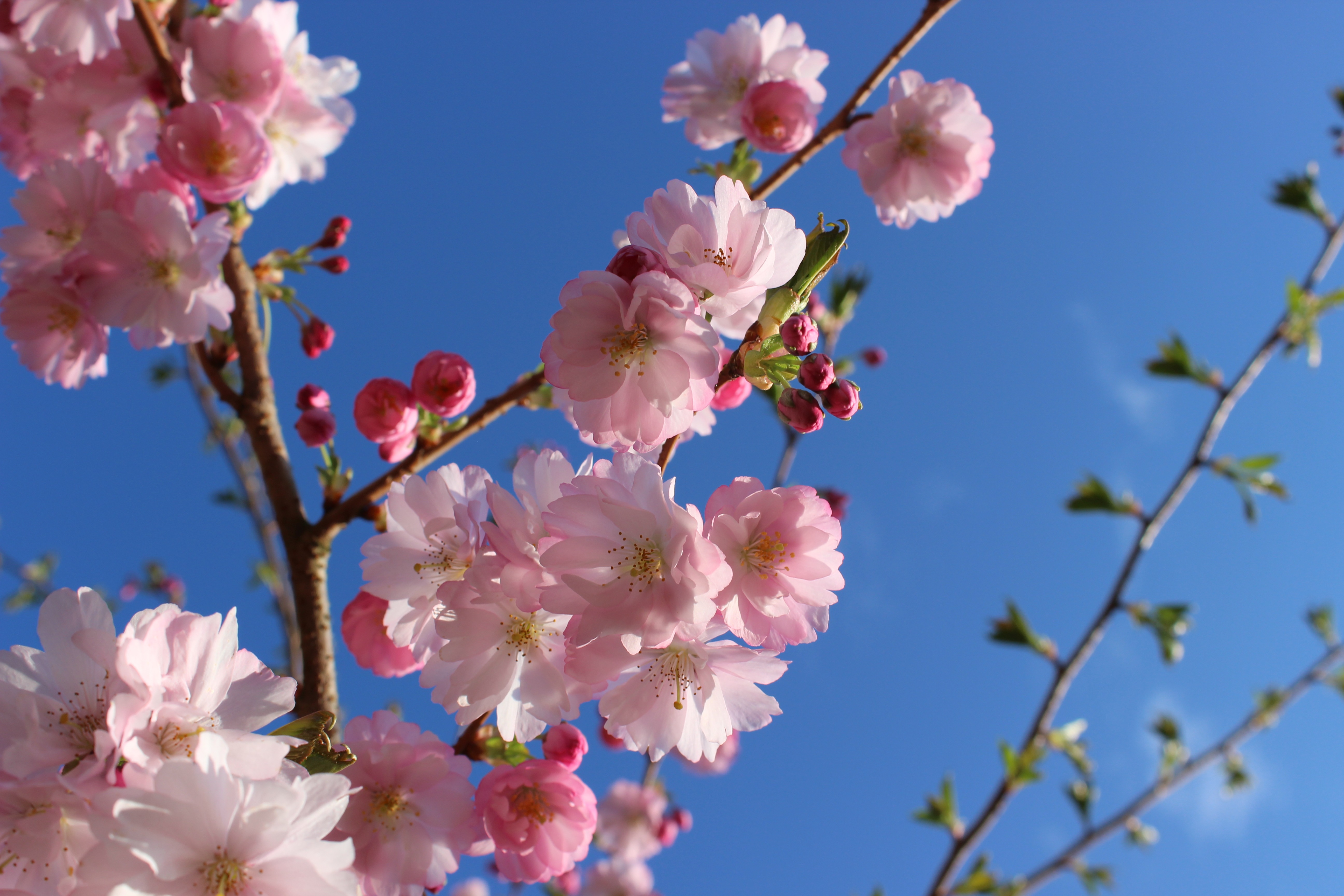 Detail Gambar Daun Bunga Sakura Jepang Nomer 44