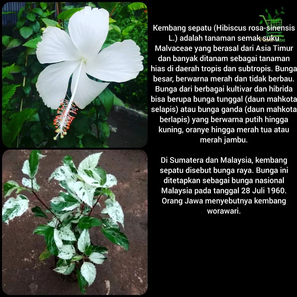 Detail Gambar Daun Bunga Sepatu Nomer 28