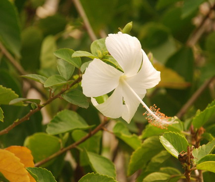 Detail Gambar Daun Bunga Sepatu Nomer 37