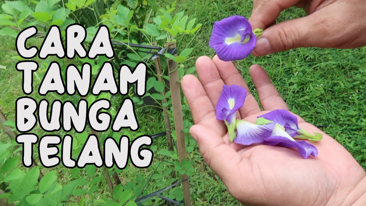 Detail Gambar Daun Bunga Telang Nomer 40