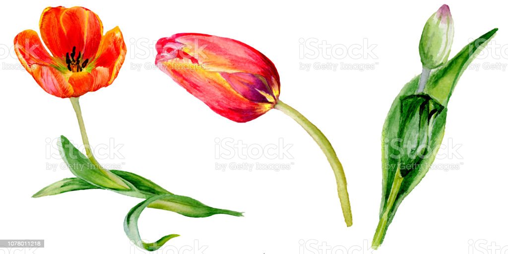 Detail Gambar Daun Bunga Tulip Nomer 20