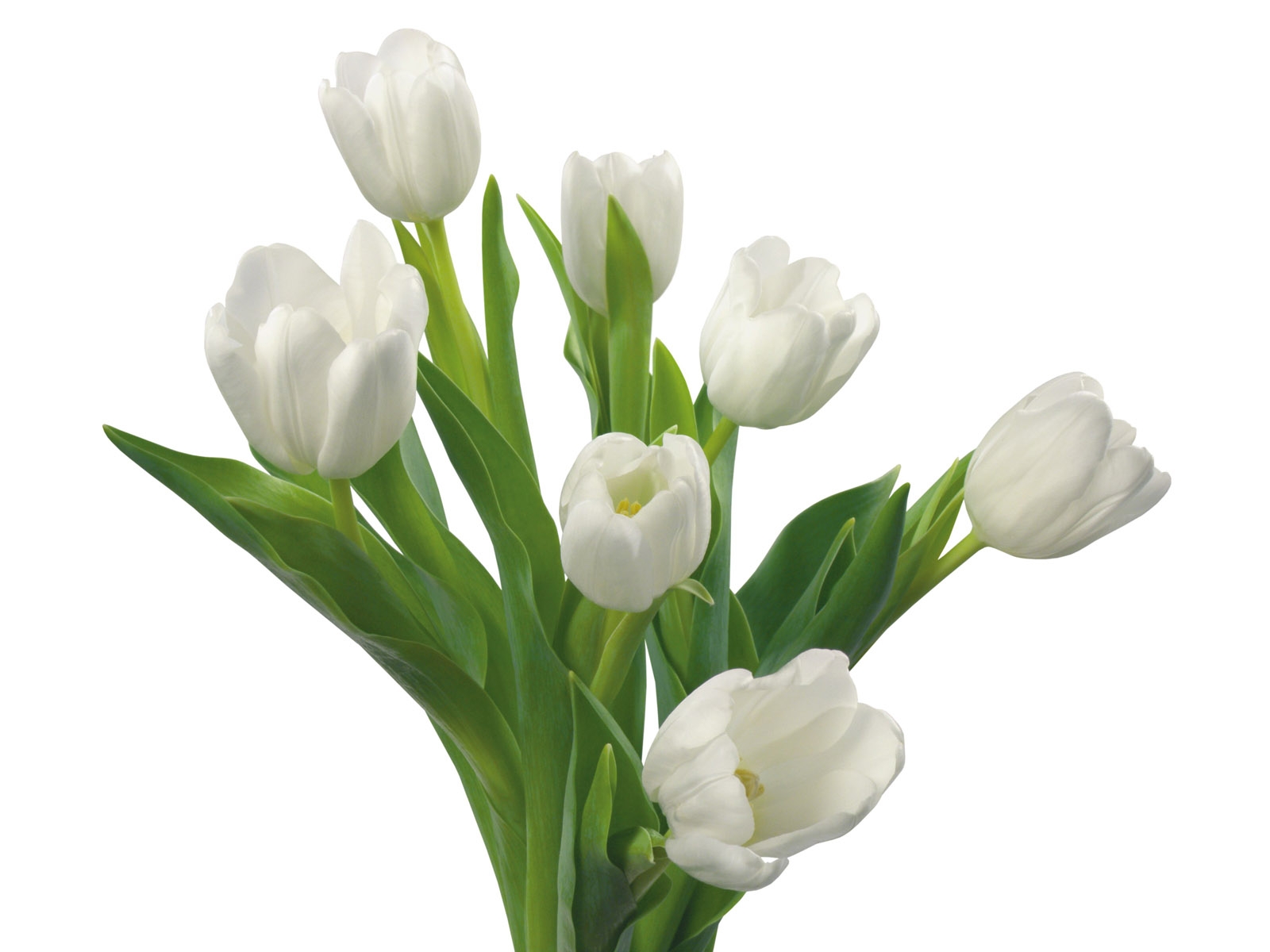 Detail Gambar Daun Bunga Tulip Nomer 26