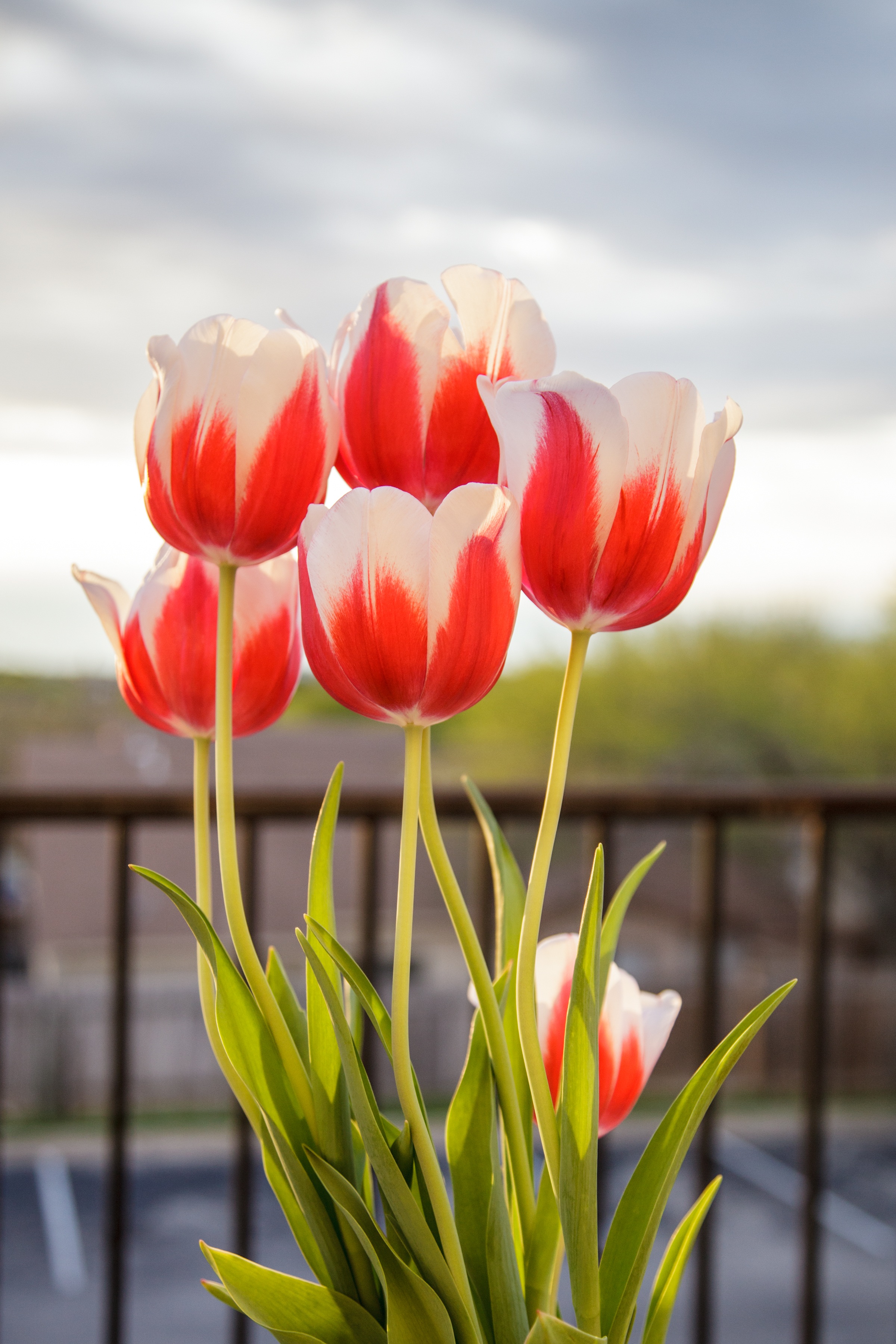 Detail Gambar Daun Bunga Tulip Nomer 31