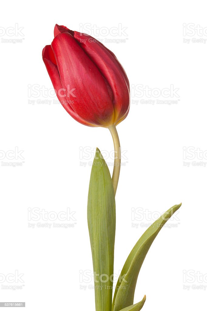 Detail Gambar Daun Bunga Tulip Nomer 47