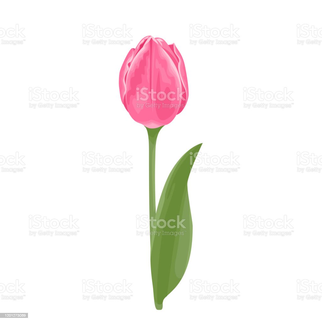 Detail Gambar Daun Bunga Tulip Nomer 51