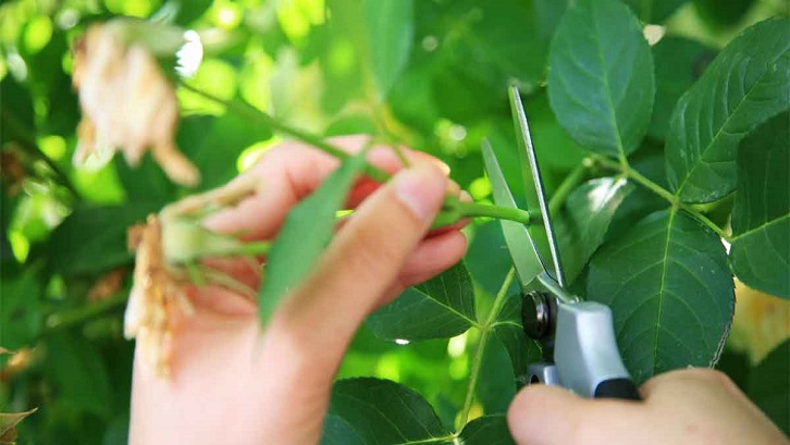 Detail Gambar Daun Bungkus 3 Jari Di Gorontalo Nomer 55